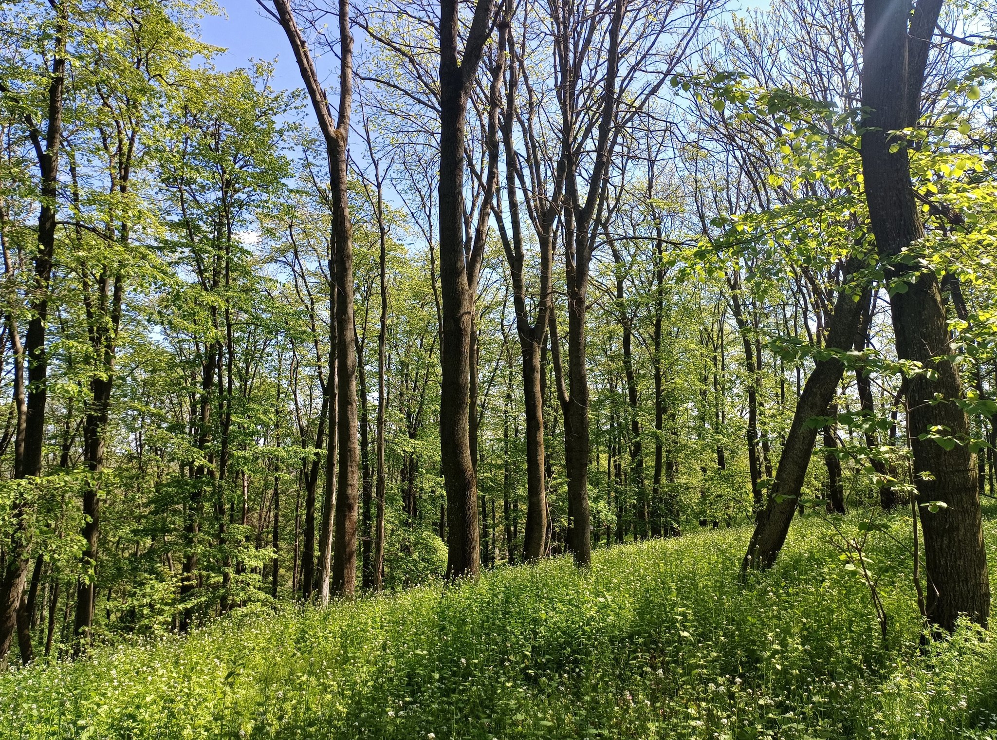 21 MARTIE - ZIUA INTERNAȚIONALĂ A PĂDURILOR